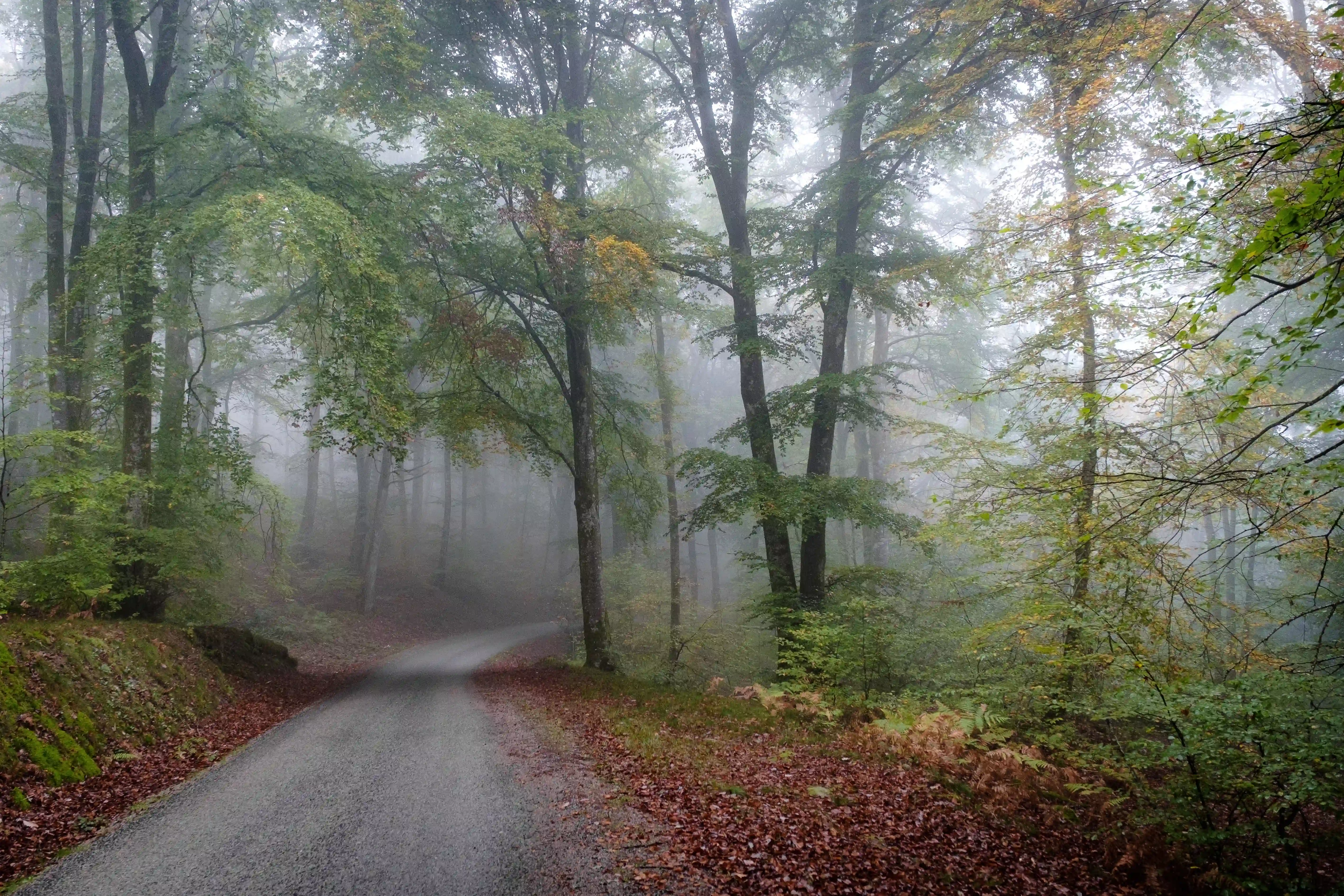 The Hidden Whispers of the Ancient Rainforest: A Journey into the Green Heart of the World